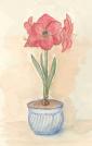 Amaryllis.jpg